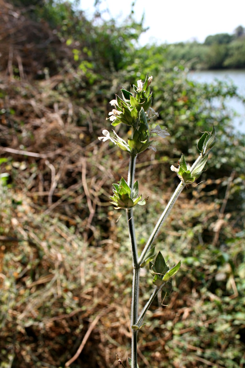 Dicliptera heterostegia Dicliptera heterostegia