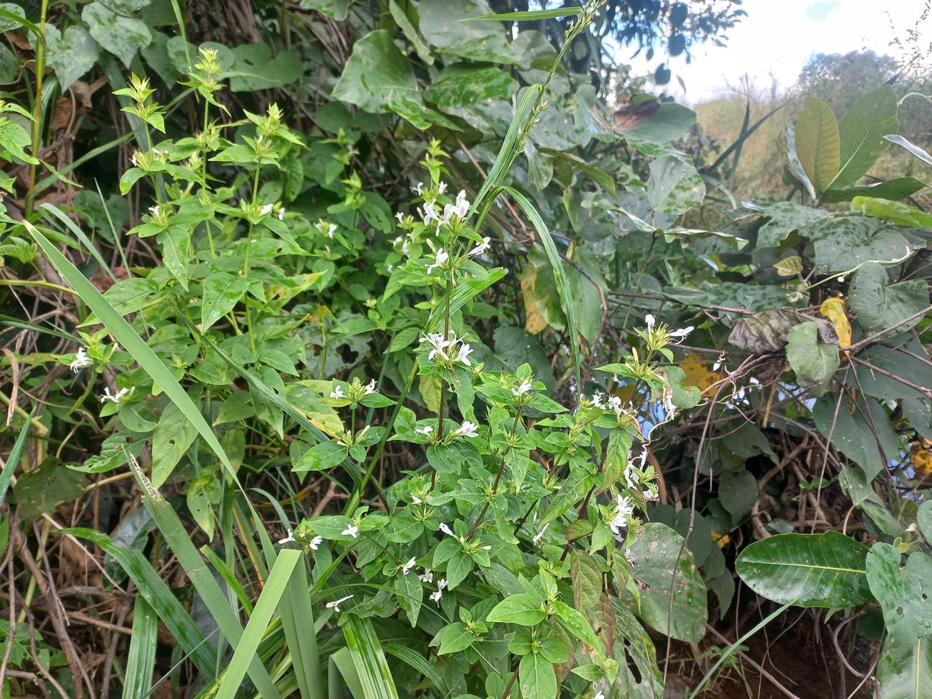 Hypoestes aristata Hypoestes aristata