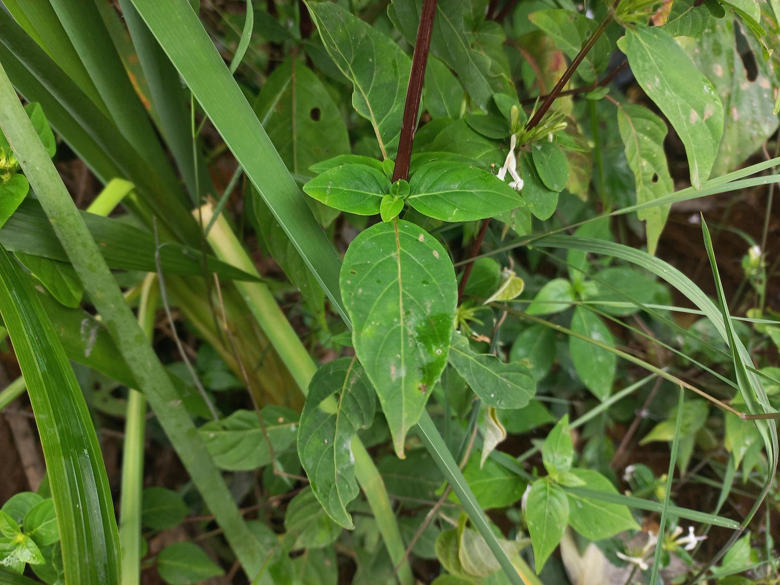Hypoestes aristata Hypoestes aristata