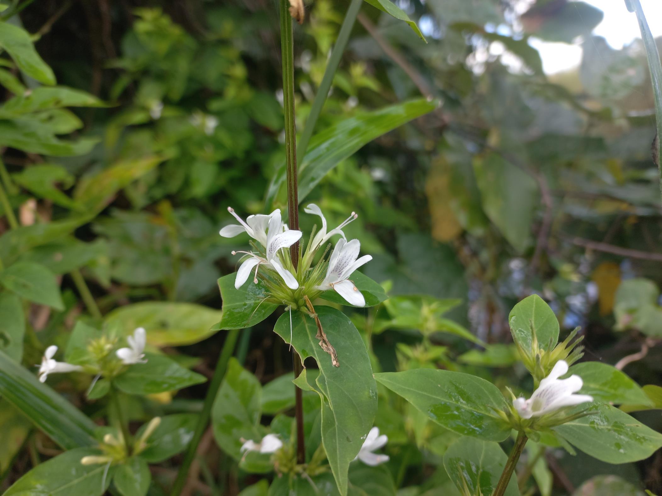 Hypoestes aristata Hypoestes aristata