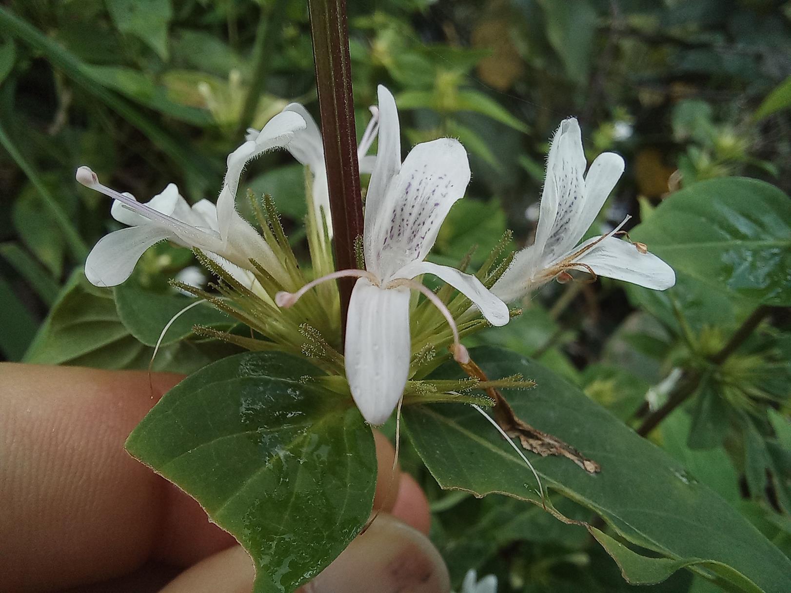 Hypoestes aristata Hypoestes aristata