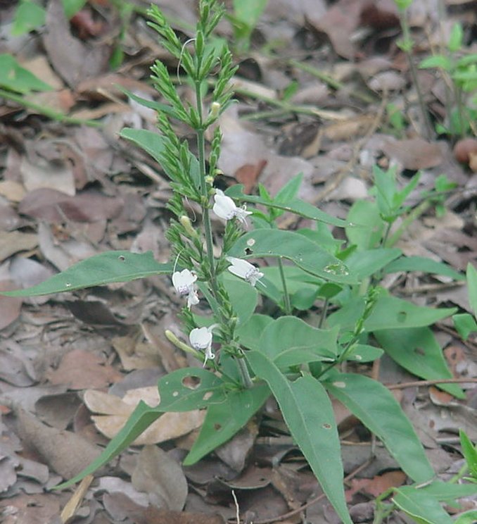 Hypoestes forskaolii subsp. forskaolii