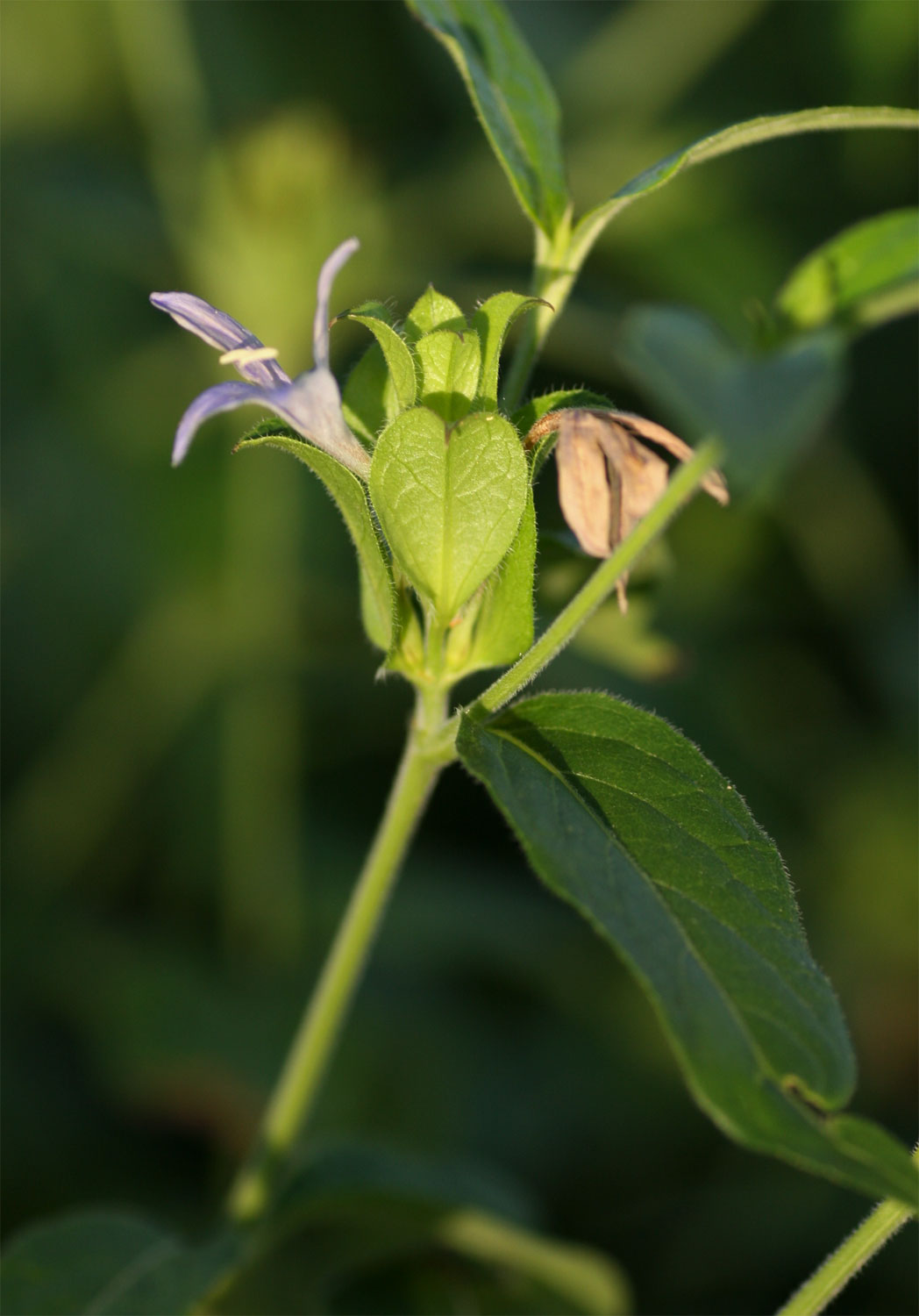 Megalochlamys hamata Megalochlamys hamata