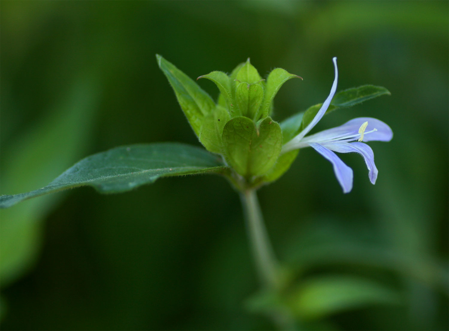 Megalochlamys hamata Megalochlamys hamata