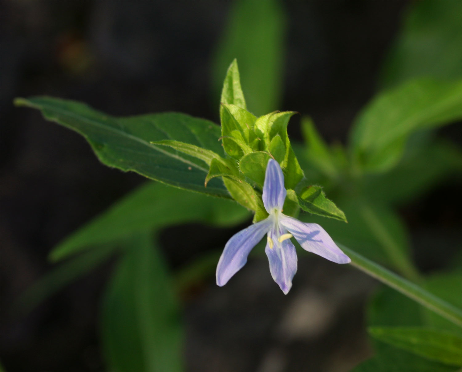 Megalochlamys hamata