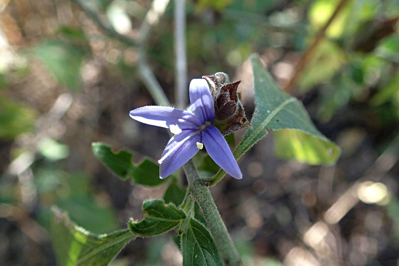 Megalochlamys hamata