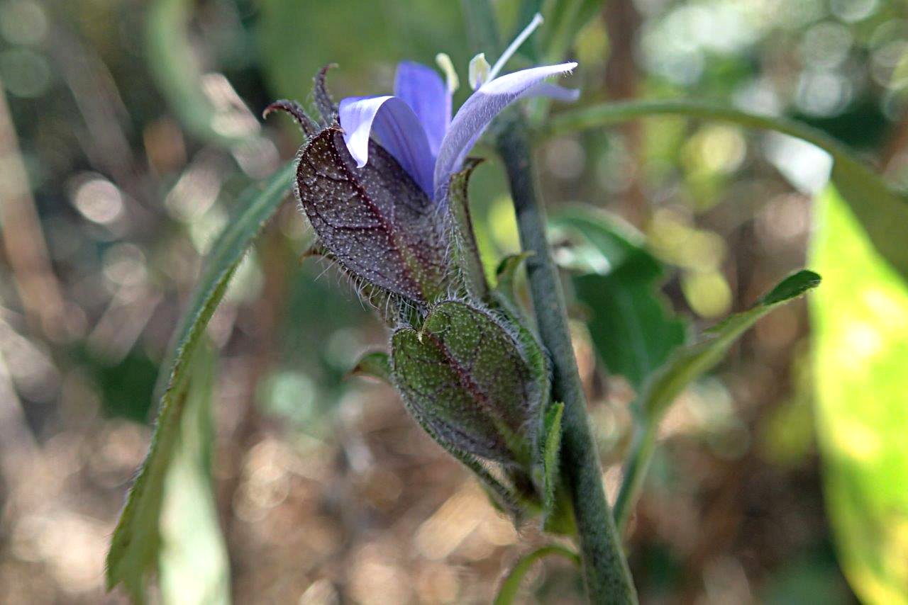 Megalochlamys hamata