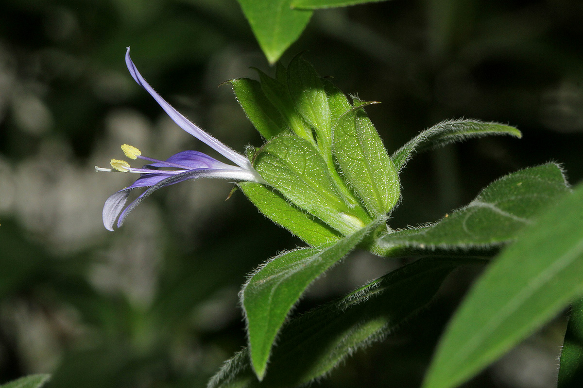 Megalochlamys hamata Megalochlamys hamata