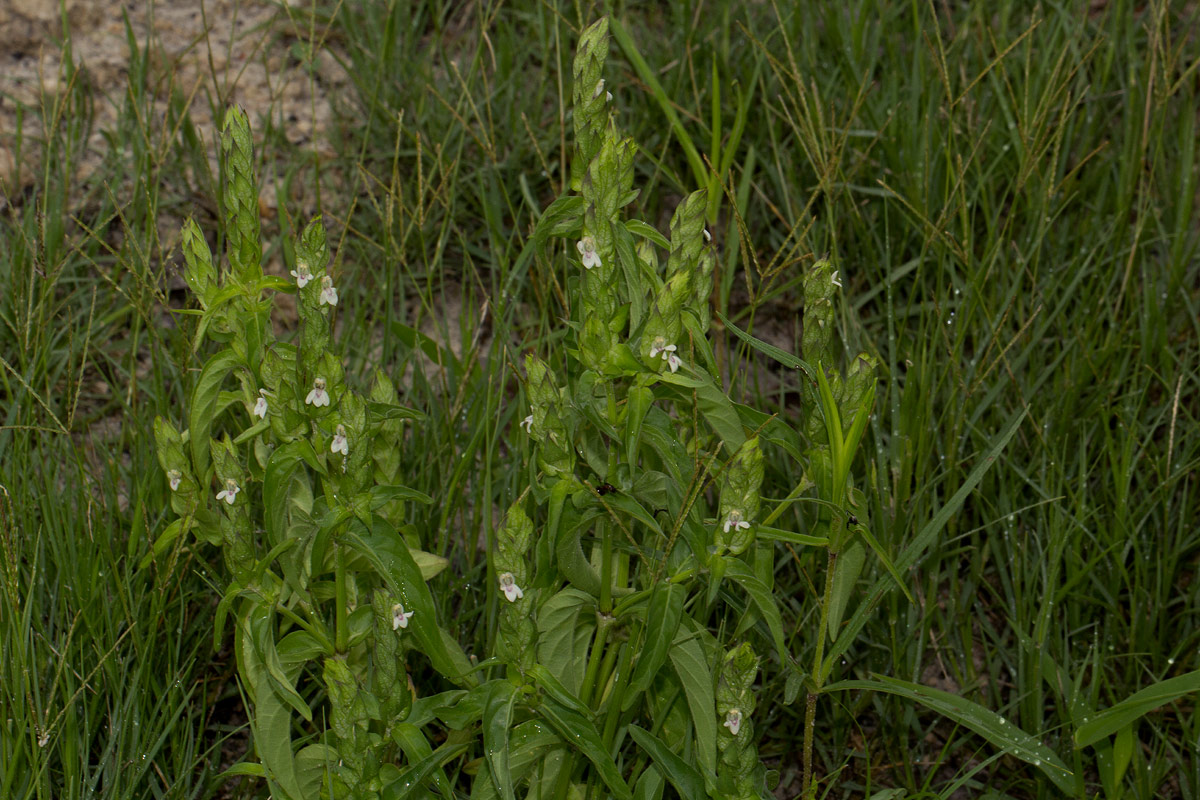Justicia betonica Justicia betonica