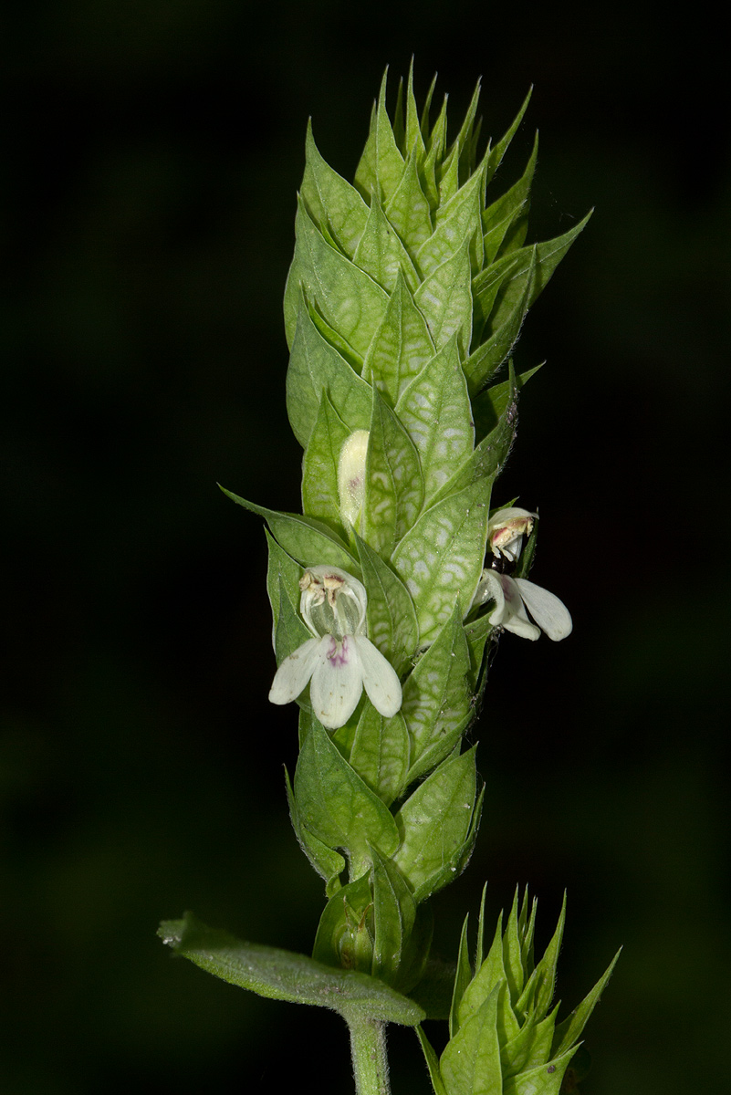 Justicia betonica Justicia betonica
