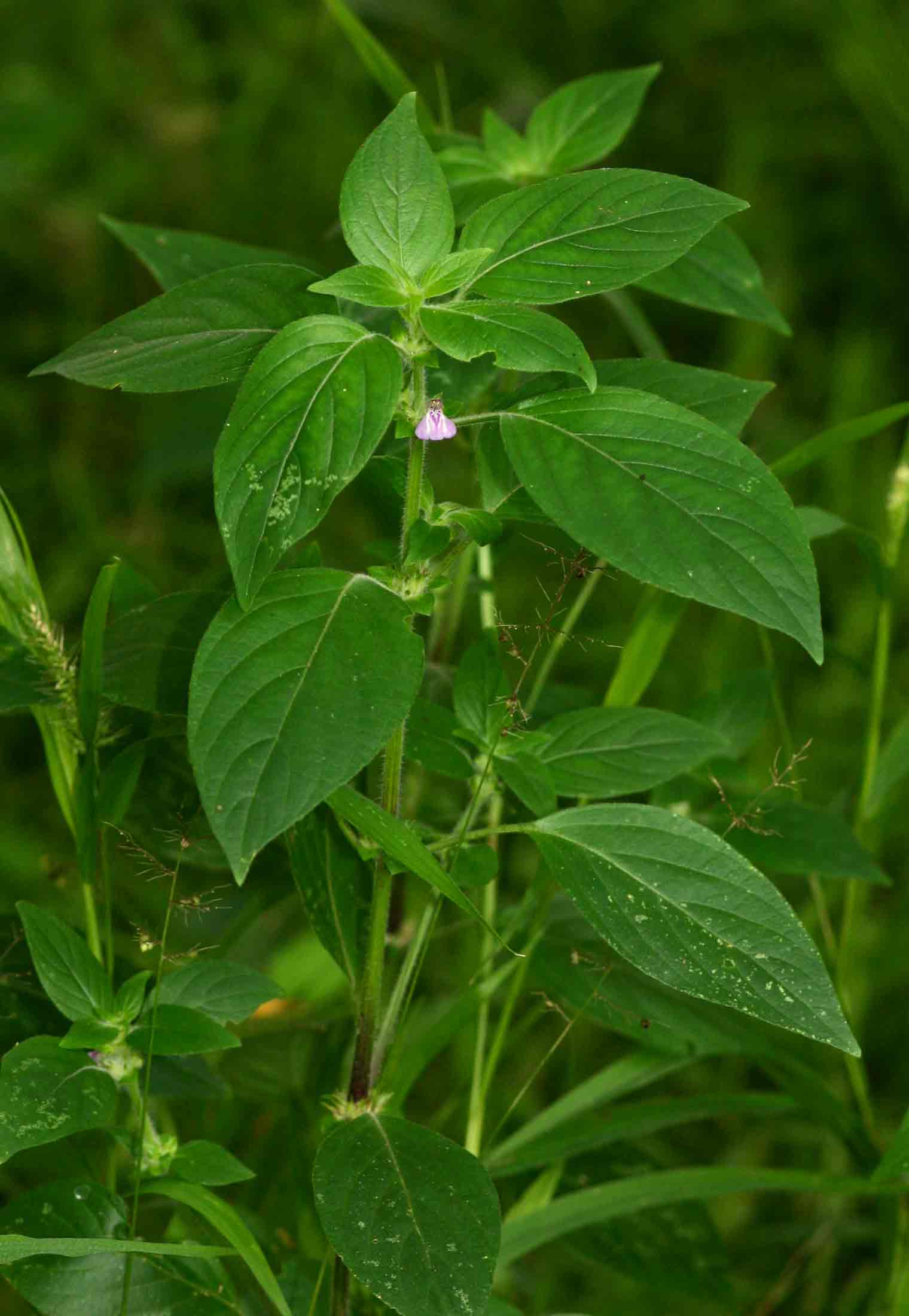 Justicia heterocarpa subsp. dinteri Justicia heterocarpa subsp. dinteri
