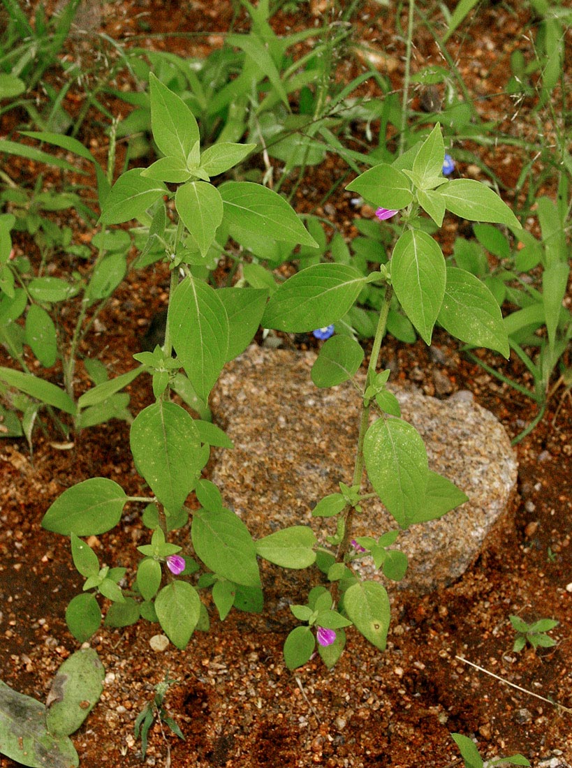 Justicia heterocarpa subsp. dinteri Justicia heterocarpa subsp. dinteri