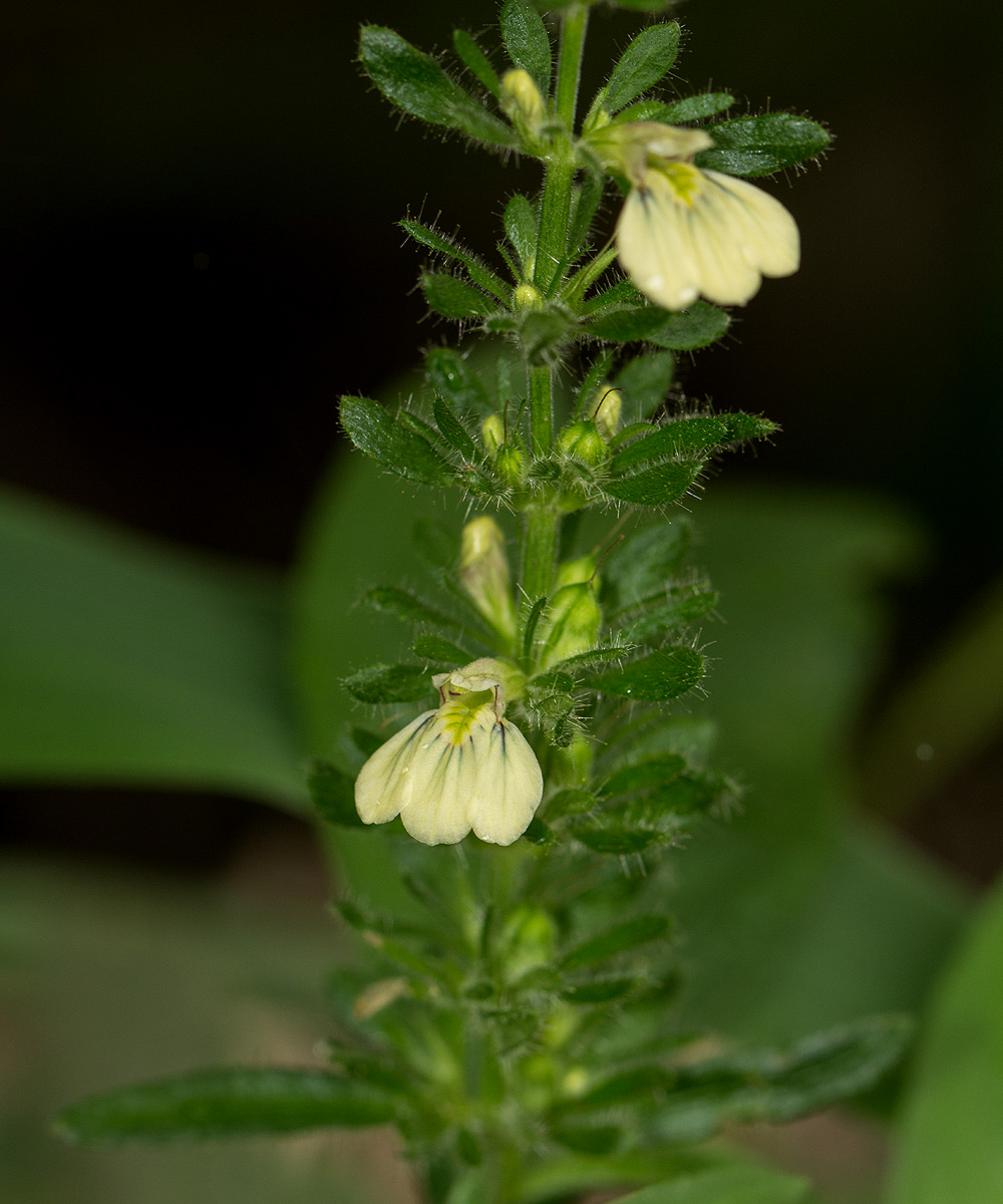 Justicia kirkiana Justicia kirkiana