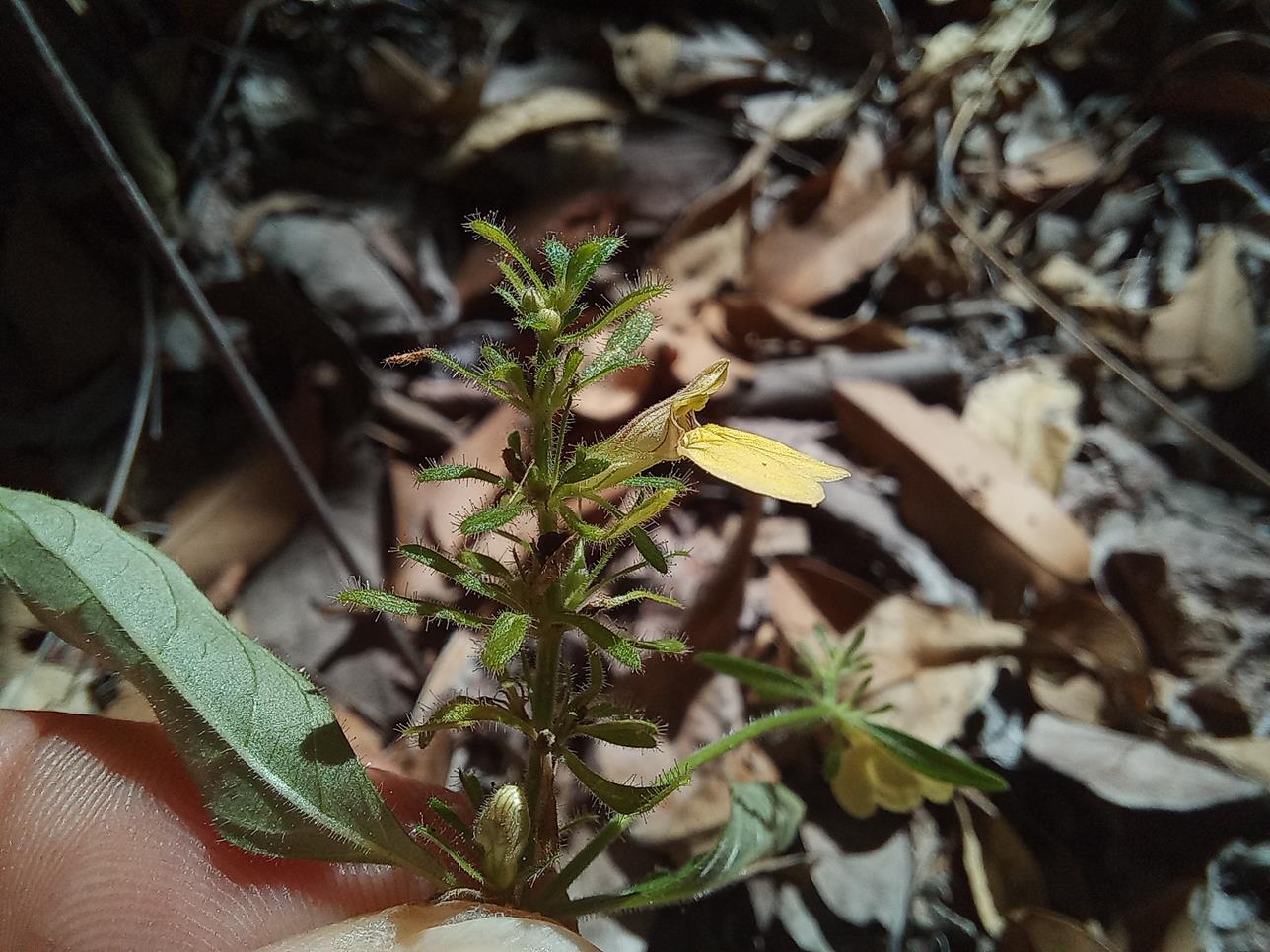 Justicia kirkiana Justicia kirkiana