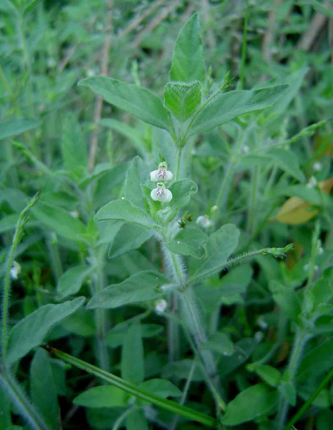 Justicia matammensis