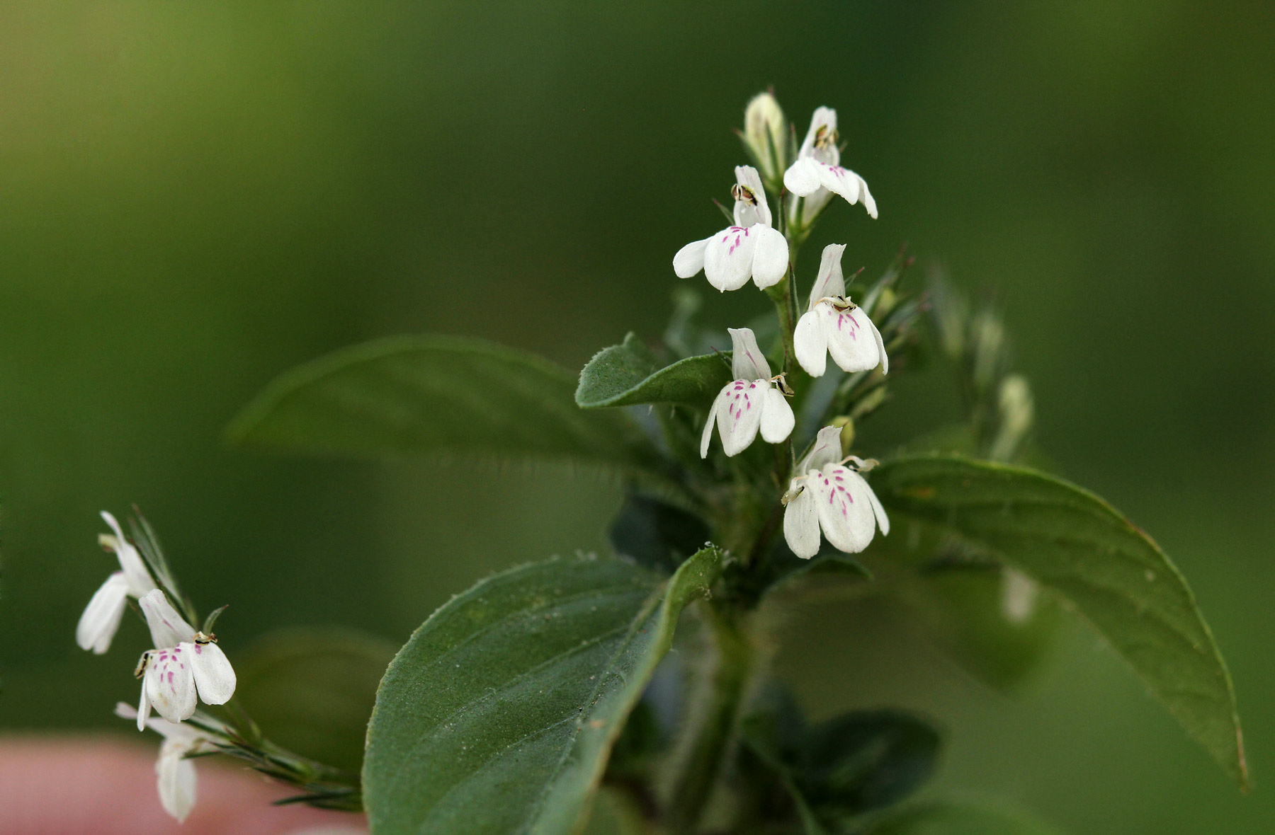 Justicia matammensis Justicia matammensis