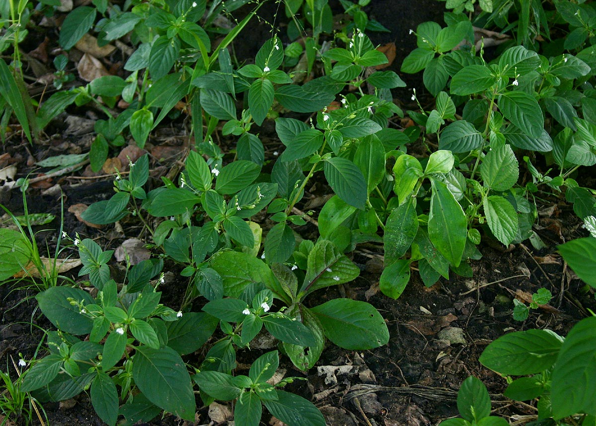 Justicia matammensis