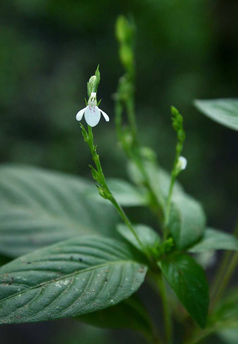Justicia matammensis