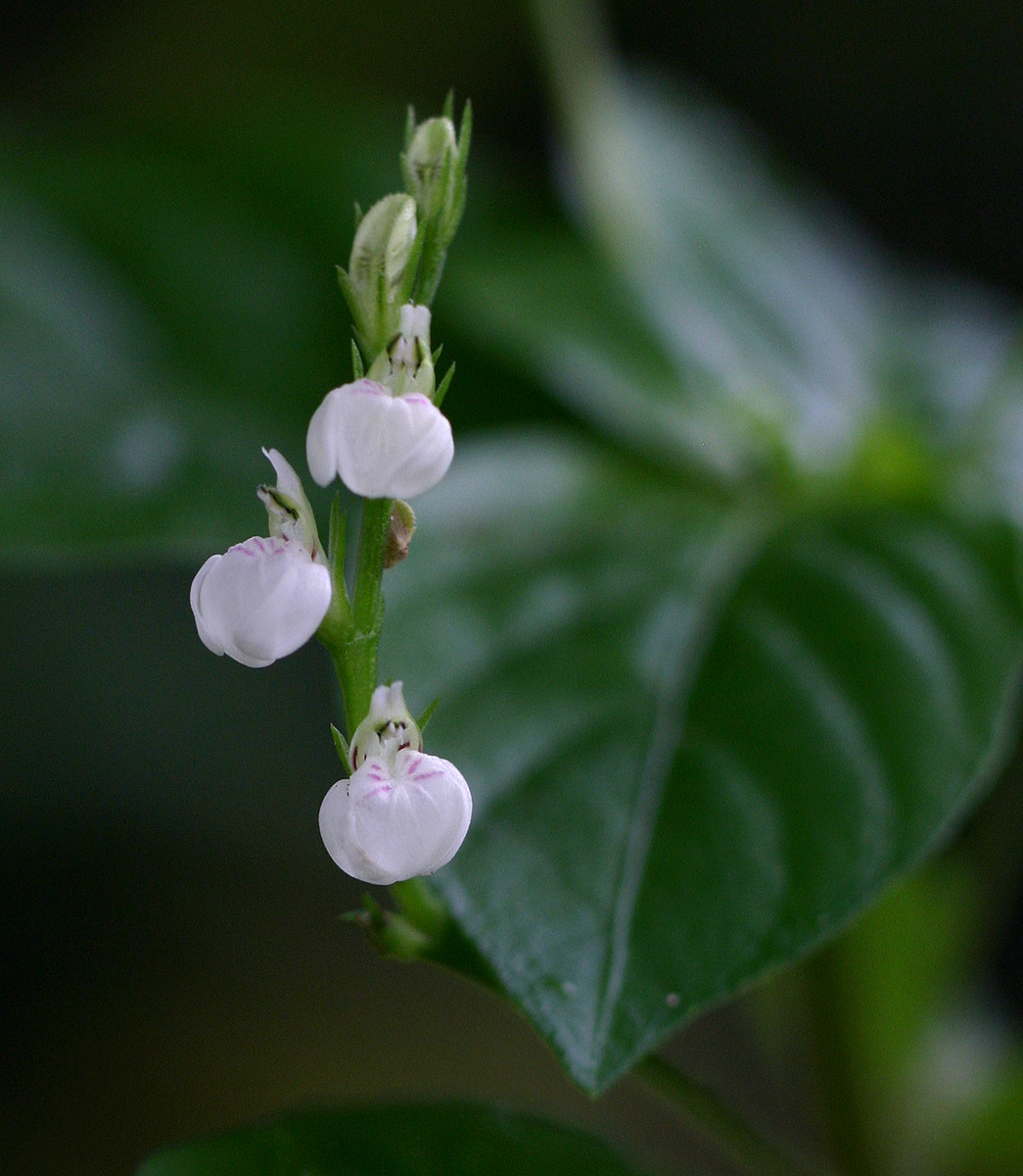 Justicia matammensis Justicia matammensis