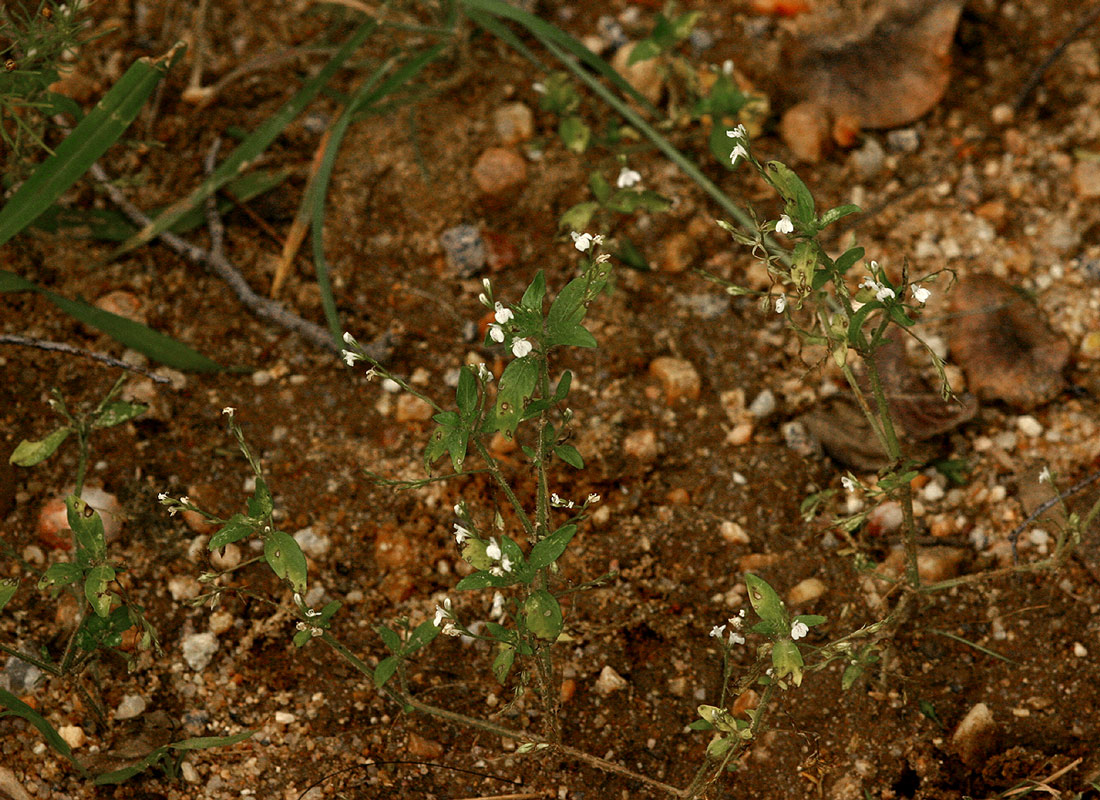 Justicia matammensis