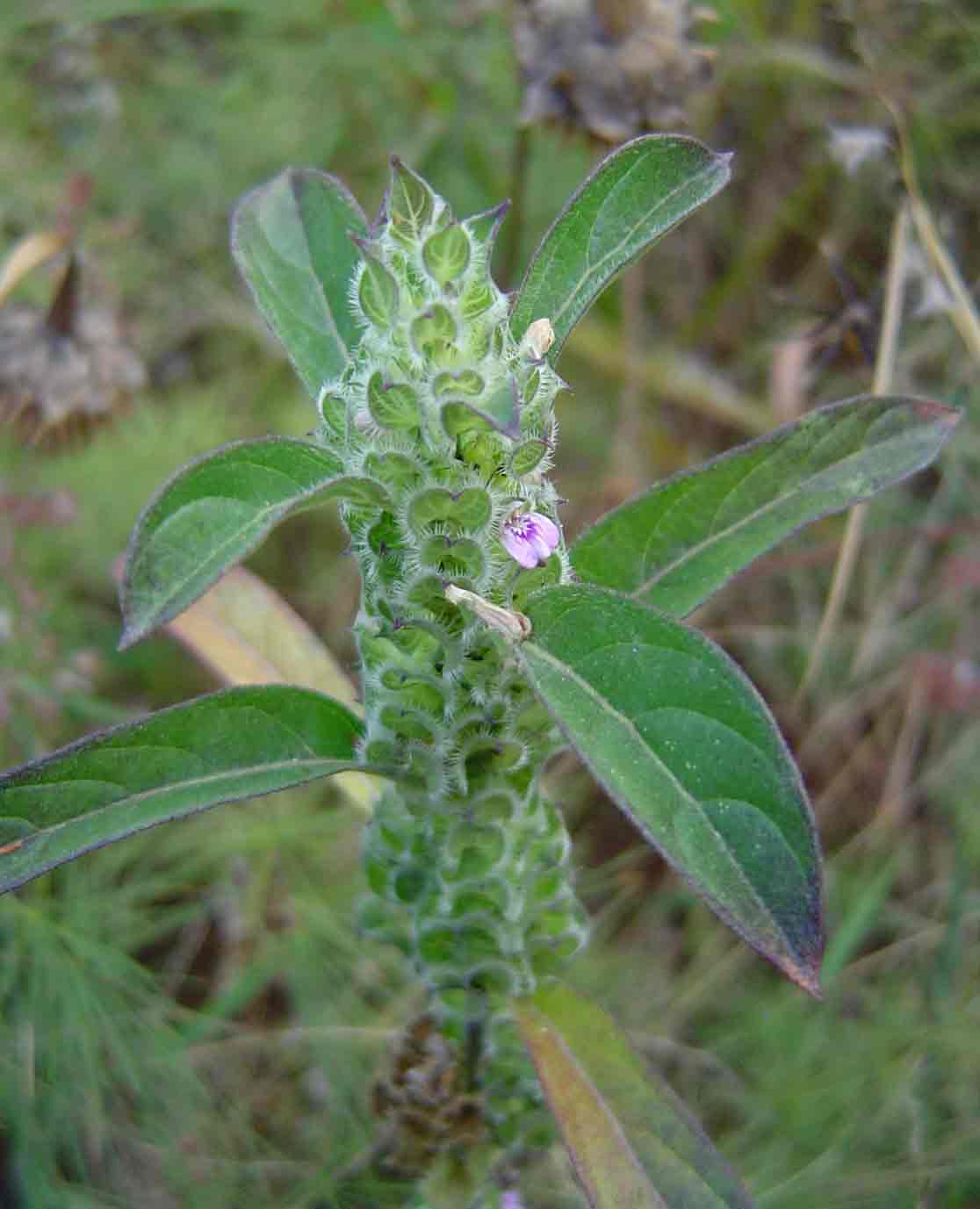 Meiosperma bracteatum
