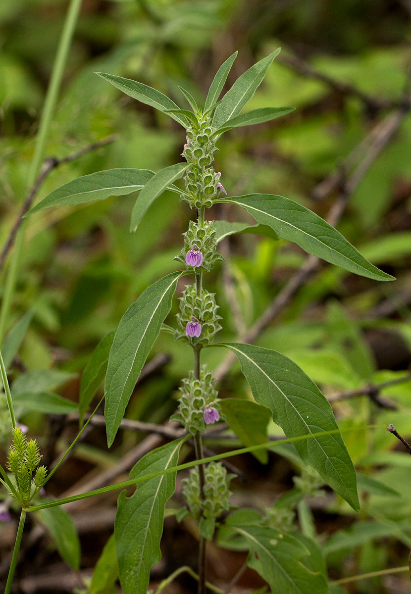 Meiosperma bracteatum