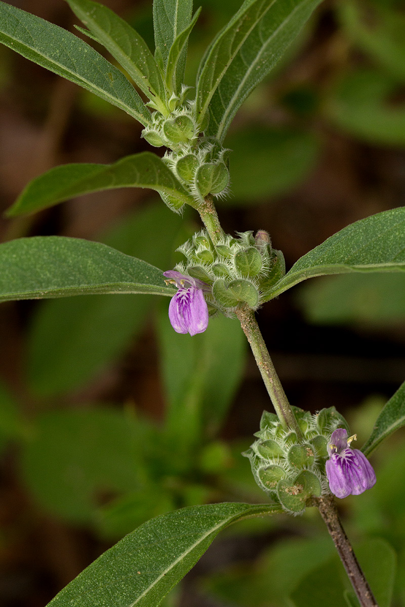 Meiosperma bracteatum