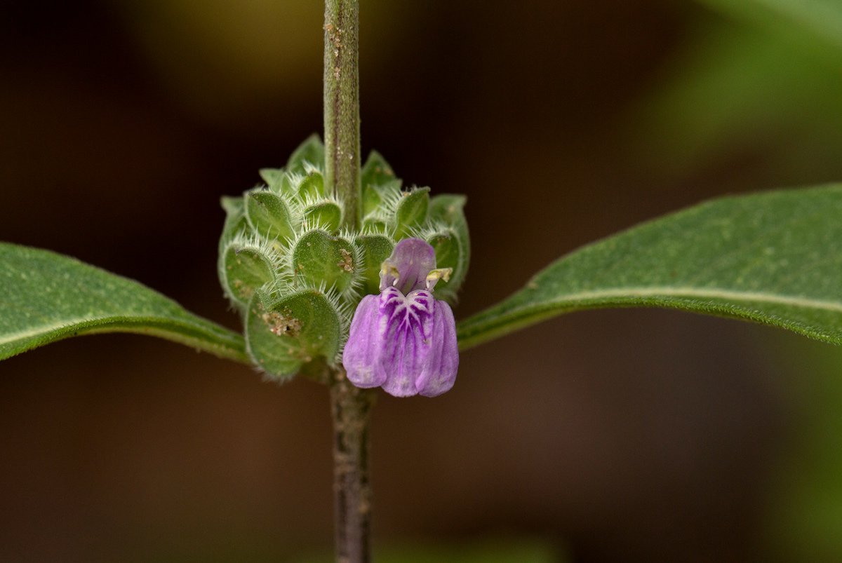 Meiosperma bracteatum