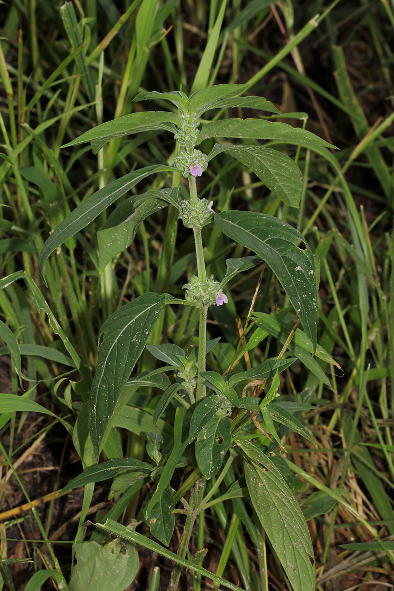 Meiosperma bracteatum