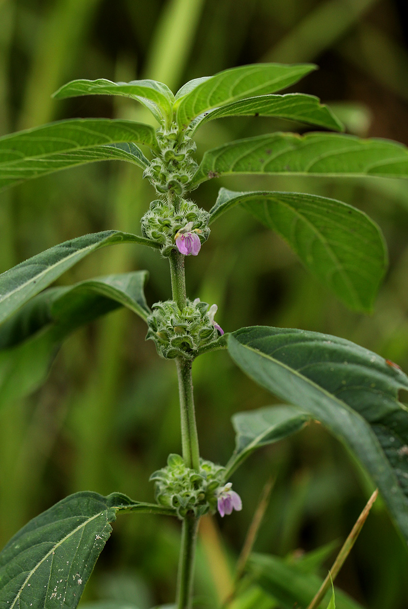 Meiosperma bracteatum