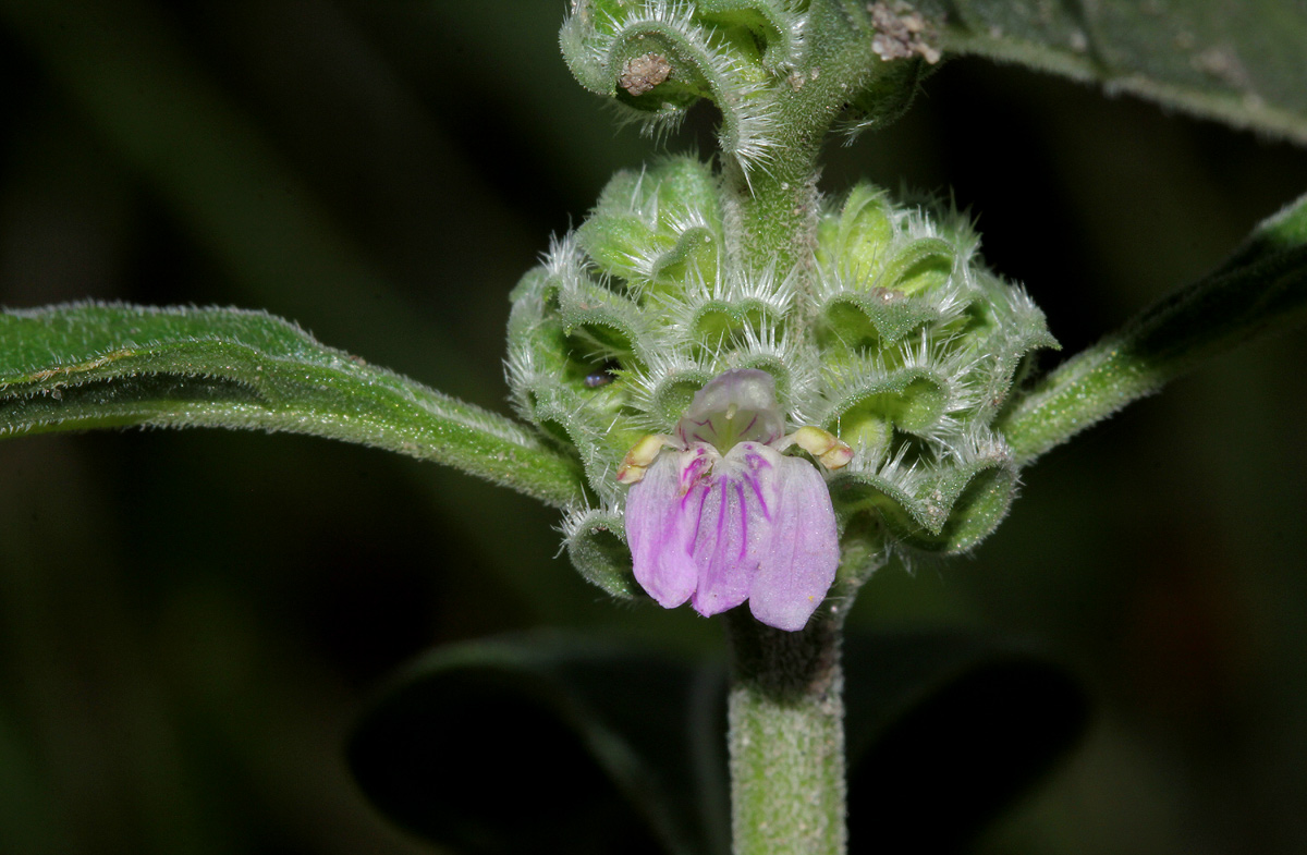Meiosperma bracteatum