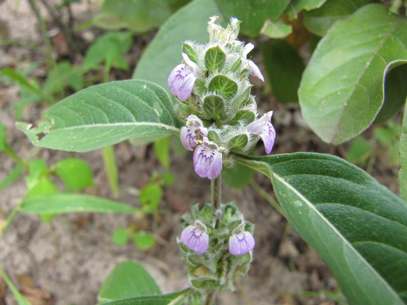 Meiosperma bracteatum