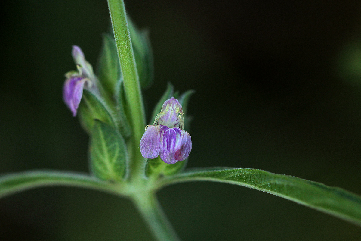Meiosperma bracteatum