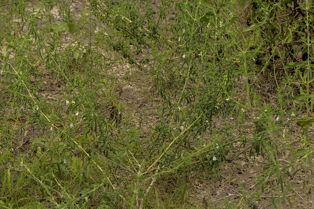 Pogonospermum divaricatum