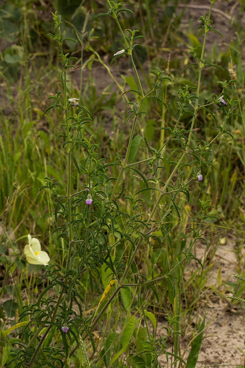 Pogonospermum divaricatum