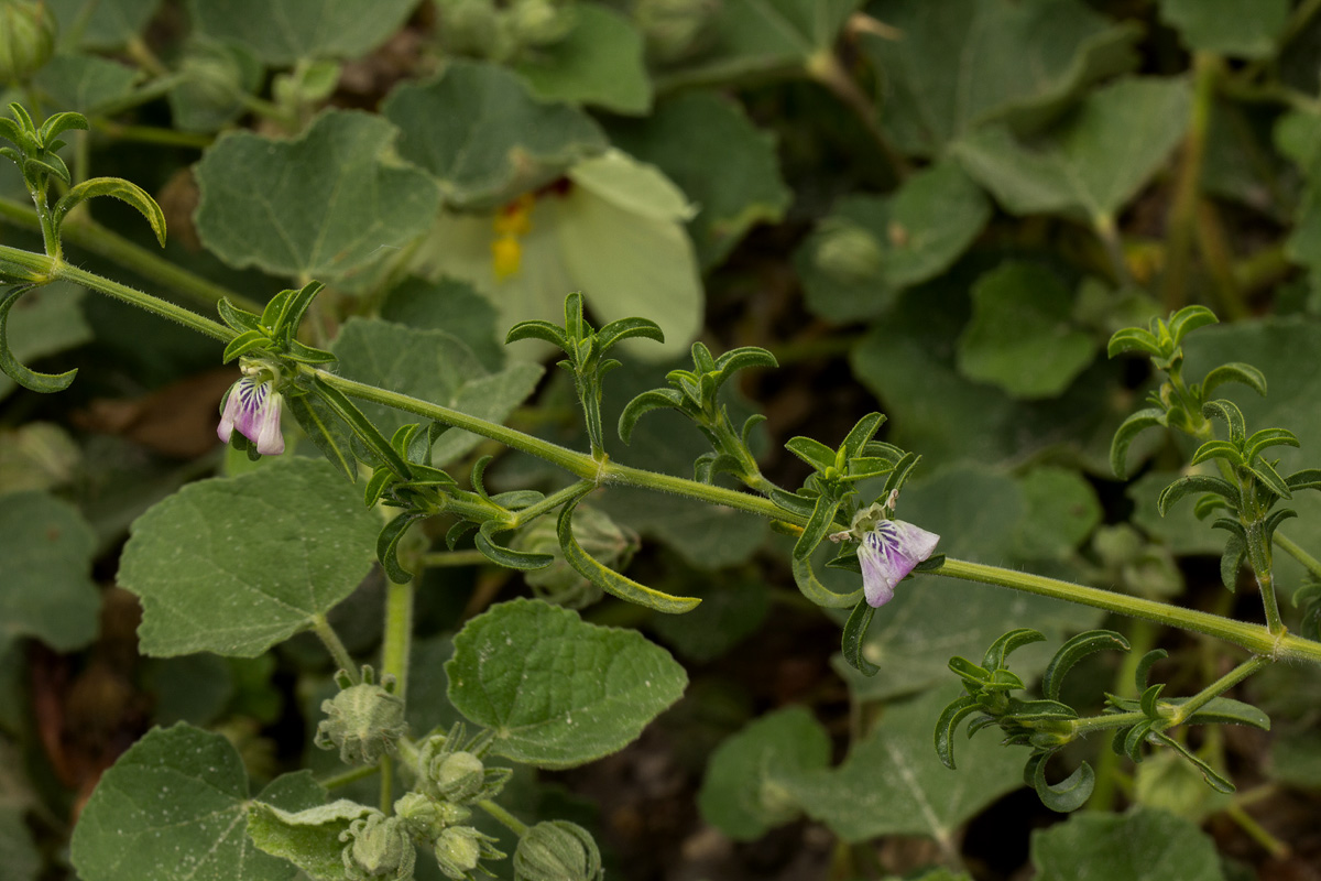 Pogonospermum divaricatum Pogonospermum divaricatum