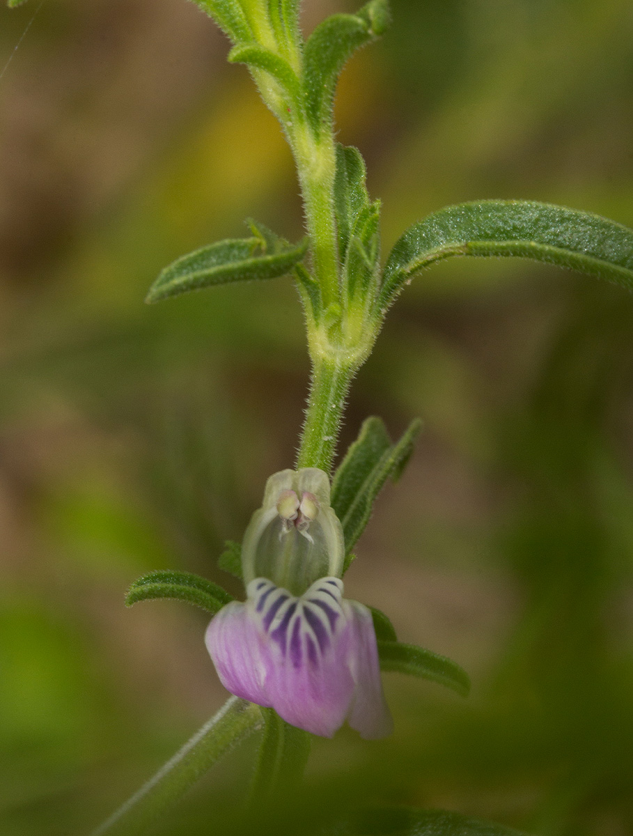 Pogonospermum divaricatum