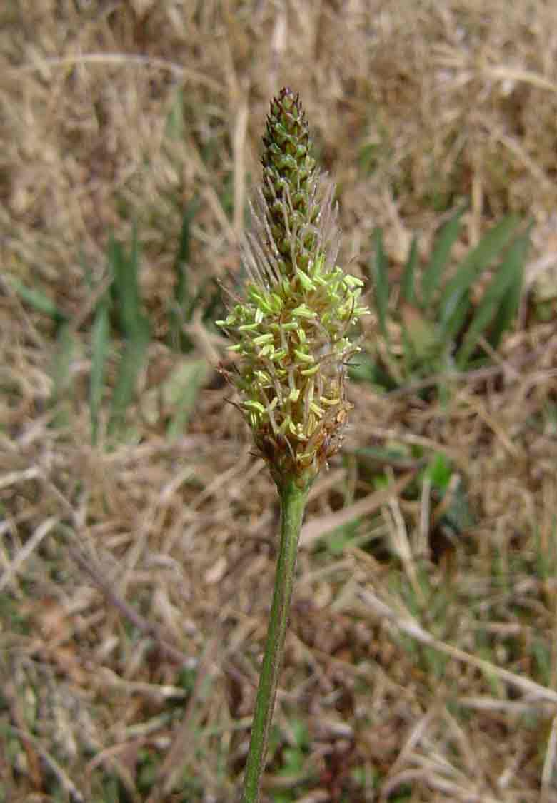 Plantago lanceolata Plantago lanceolata