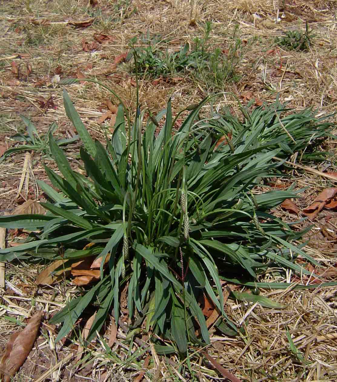 Plantago lanceolata Plantago lanceolata