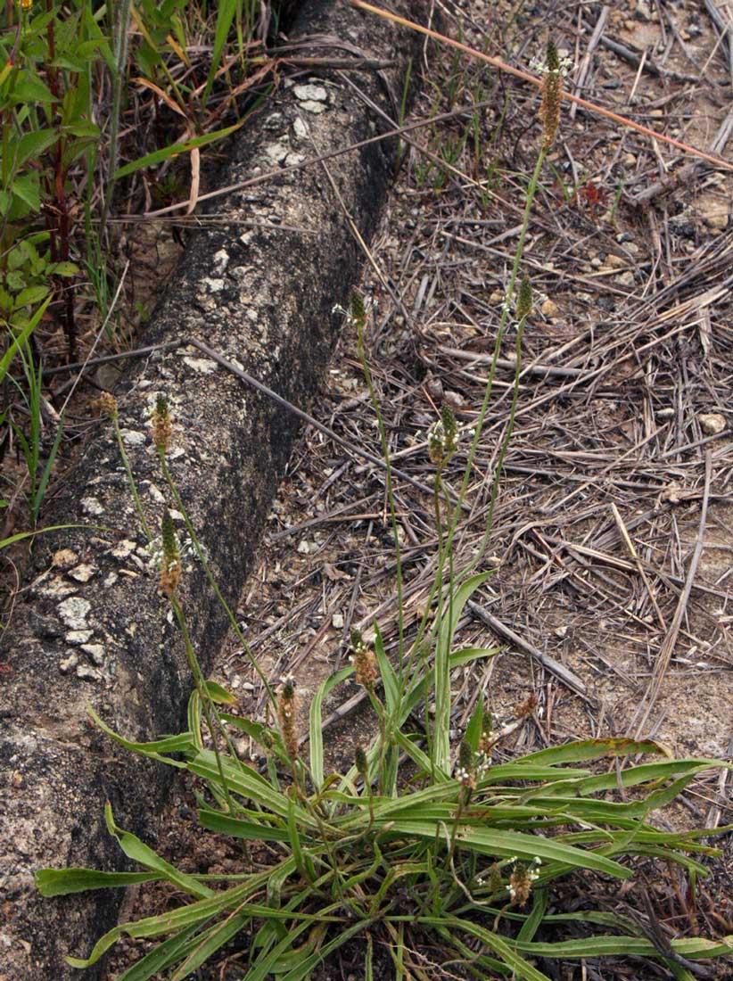 Plantago lanceolata Plantago lanceolata