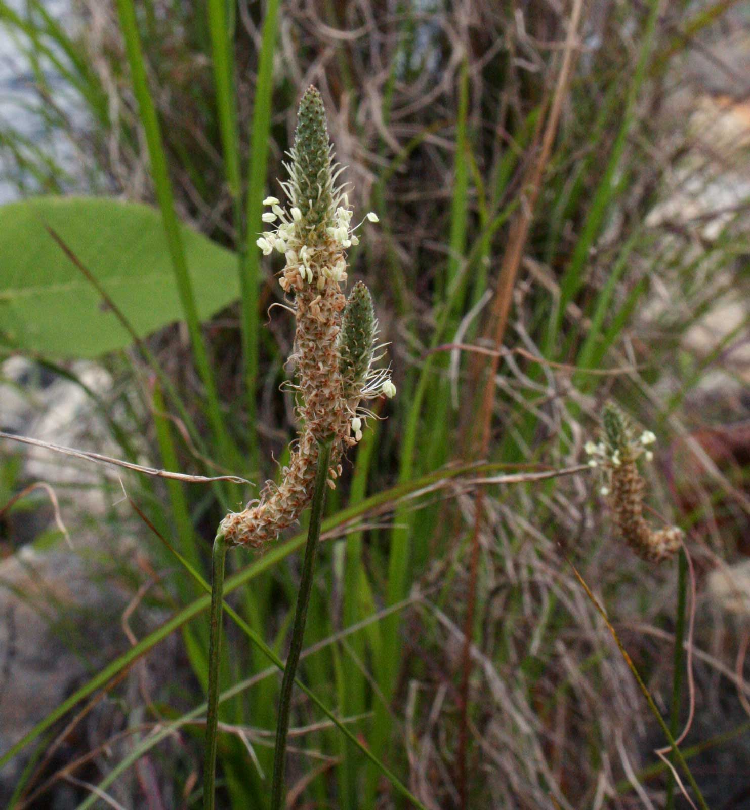 Plantago lanceolata Plantago lanceolata