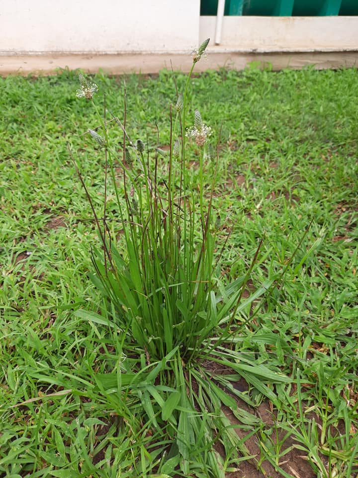 Plantago lanceolata Plantago lanceolata