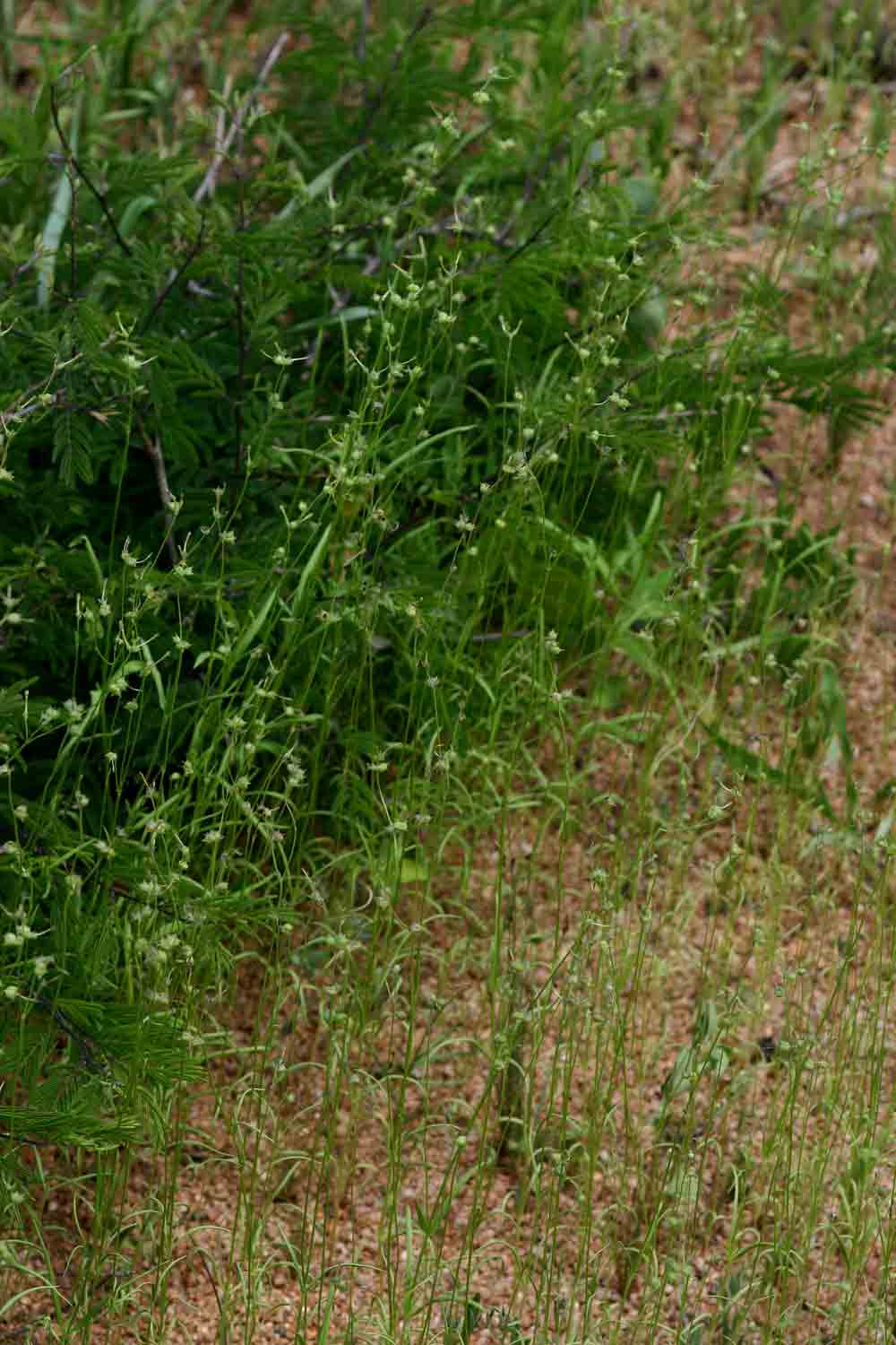 Kohautia subverticillata subsp. subverticillata