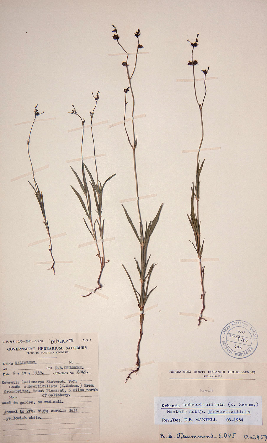 Kohautia subverticillata subsp. subverticillata Kohautia subverticillata subsp. subverticillata