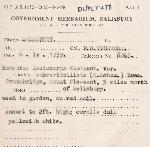 Kohautia subverticillata subsp. subverticillata