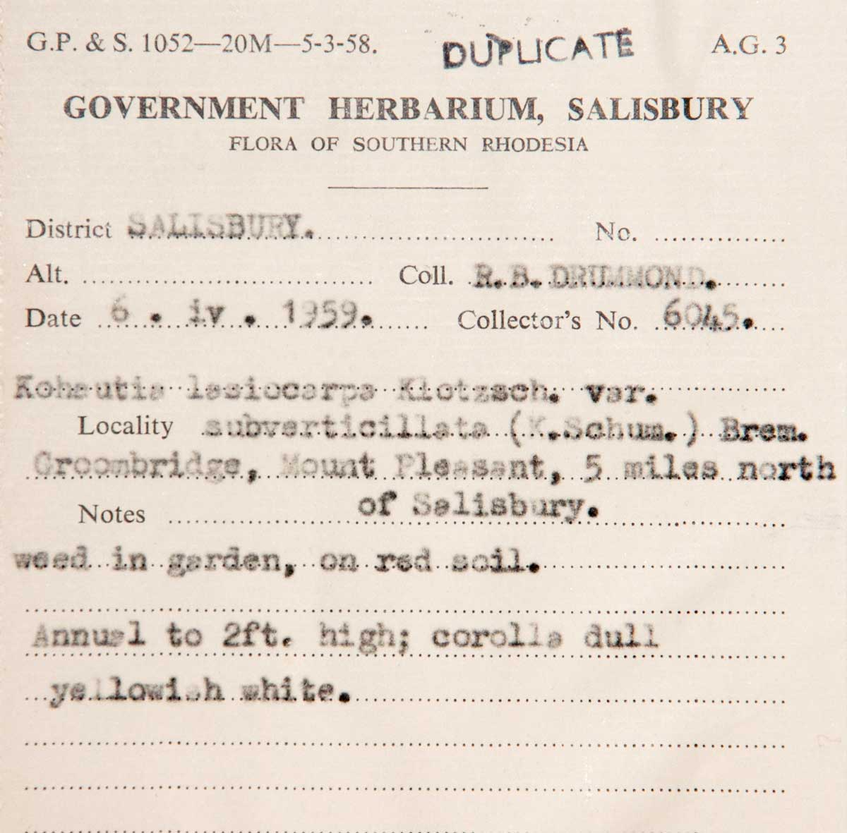 Kohautia subverticillata subsp. subverticillata