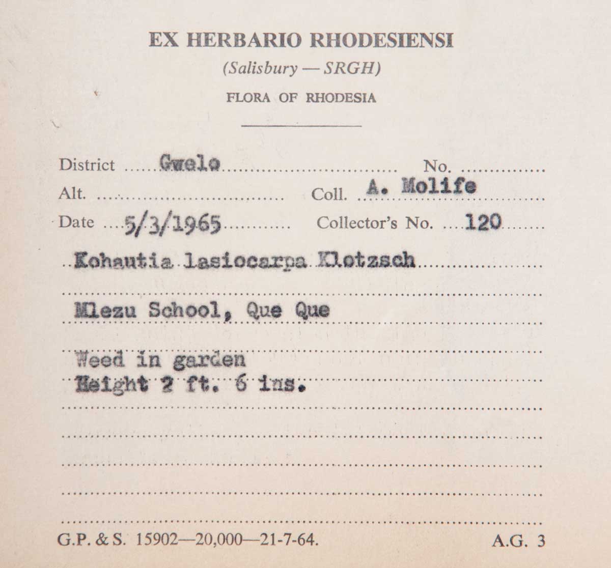 Kohautia subverticillata subsp. subverticillata