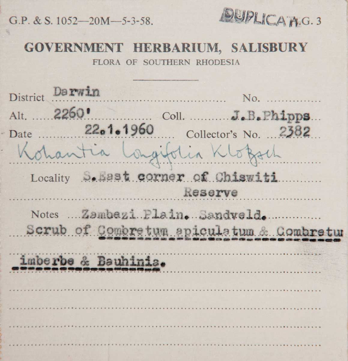 Kohautia subverticillata subsp. subverticillata Kohautia subverticillata subsp. subverticillata