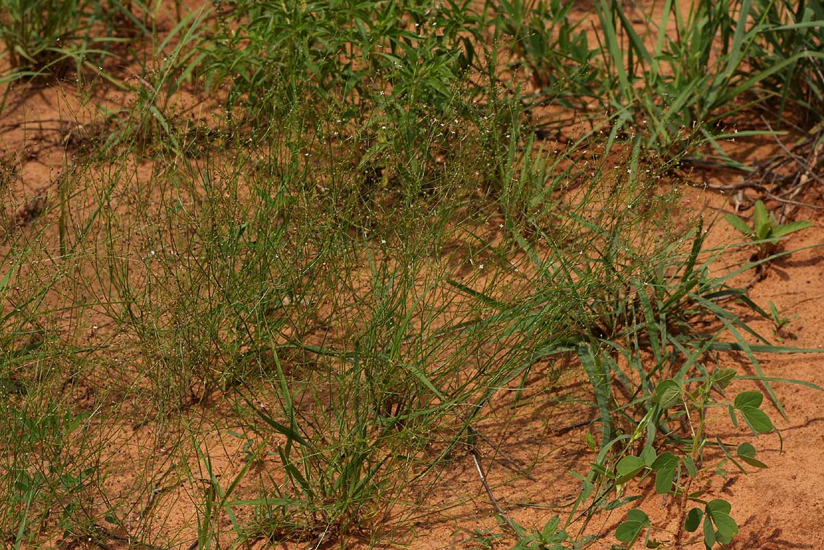 Cordylostigma virgatum Cordylostigma virgatum