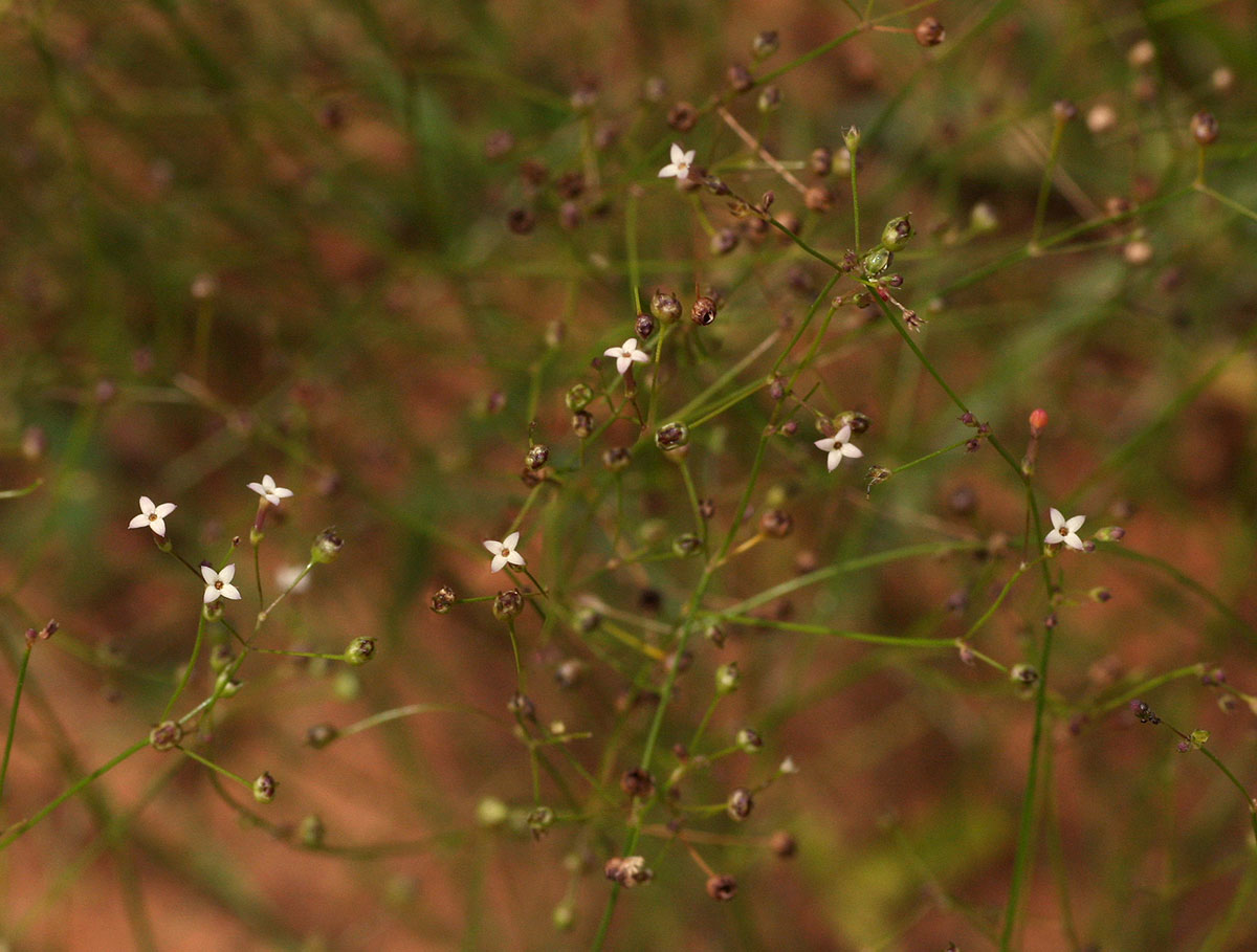 Cordylostigma virgatum